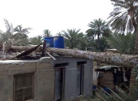سقوط أطول نخلة في البحرين بقرية بوري 