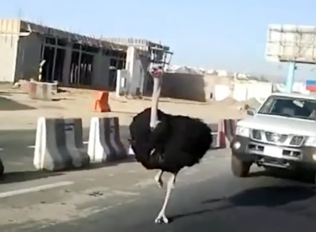 نعامه تسابق السيارات على الطريق السريع بالمملكة