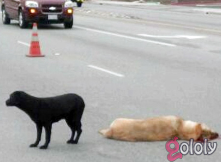 بالفيديو.. كلبة تحدد الطريق للسيارات لتحمى كلبا ميتا 