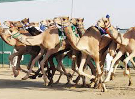 زيادة جوائز الفائزين في مهرجان الهجن