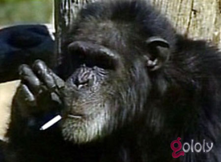 القردة &laquo;توري&raquo; تقلع عن التدخين 