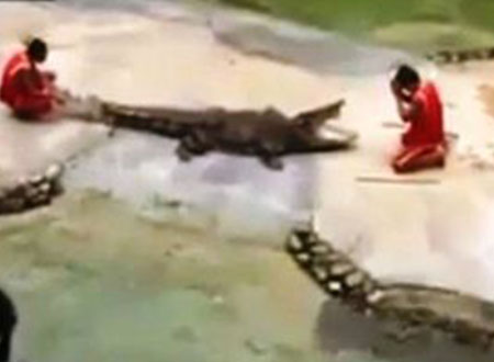 في مشهد صادم.. تمساح يغلق فمه على رأس مغامر.. فيديو