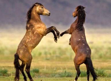 بالصور...الخيول الايطالية تفضل رياضة &laquo;الملاكمة&raquo;