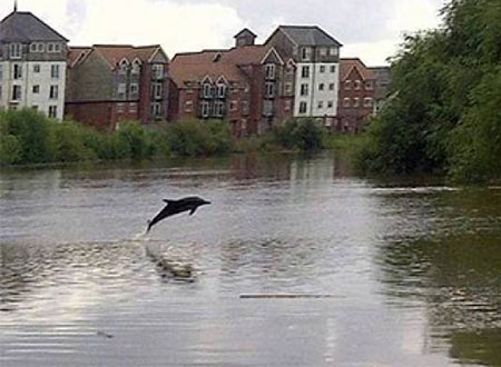 سمكة تدفع دولفين ليضلّ طريقه في نهر انجليزي
