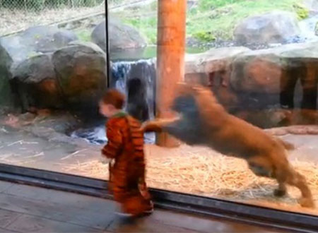فيديو.. طفل يصارع نمرا