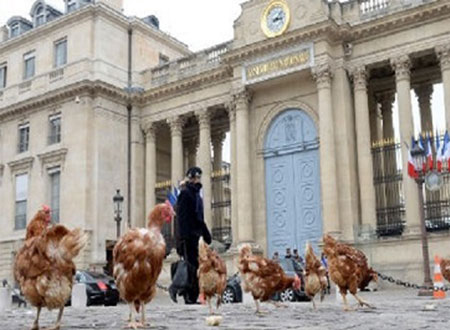 مظاهرة لدجاج فرنسا رفضا لقانون المثلية الجنسية