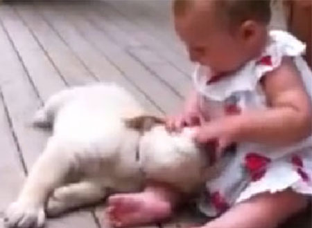 فيديو.. كلب يقوم بمهمة جليس أطفال
