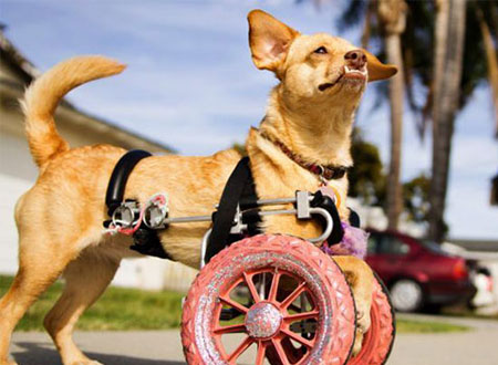 كرسي متحرك خصيصاً لكلبة معاقة.. صور