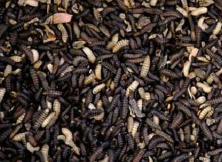 حلويات مصنوعة من الحشرات!.. صور