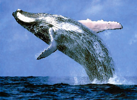 مصور ينجو من مصيدة الحوت في اللحظة الأخيرة.. فيديو