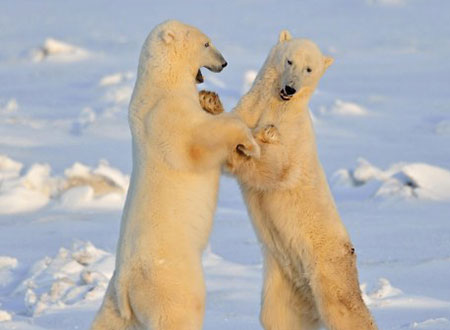رقصة رومانسية بين دبين على الجليد.. صور