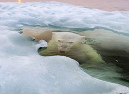 بريطانى يقوم برحلة للقطب الشمالى ليتزوج حبيبته