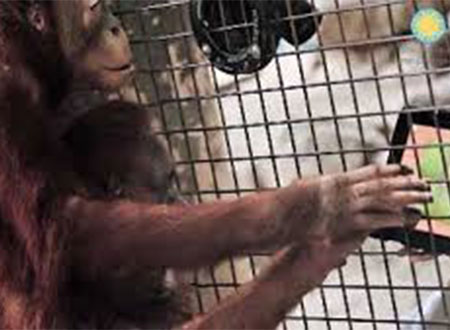 حديقة حيوان أمريكية تقدم آلات عزف للحيوانات