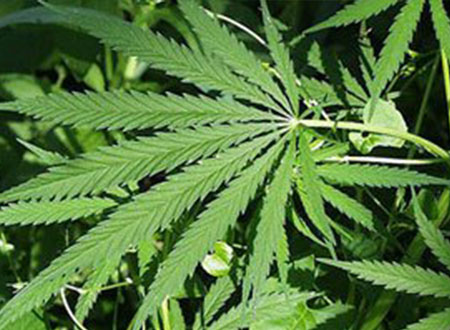 حريق يكشف عن مزرعة للماريجوانا داخل شقة 