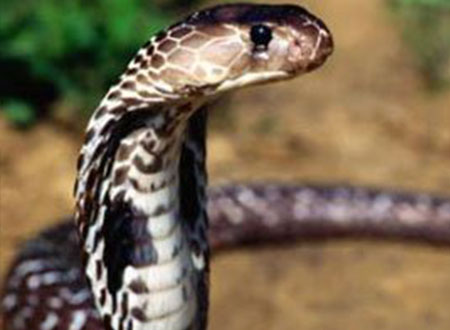 ثعبان يقيم عدة أشهر بفندق فى التشيك 