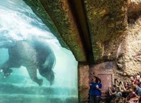 فيديو.. حديقة تنشئ ستة أحواض سباحة للفيلة