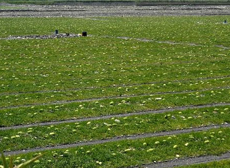 للتغلب على الحر.. رجل يصنع لابنه ملابس من قشر البطيخ.. صور