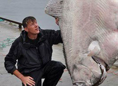رجل يصطاد أكبر سمكة هالبوت فى العالم 