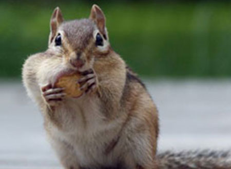 مكافأة مالية كبيرة لمن يرشد عن رجل ركل سنجابًا فى أريزونا