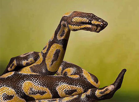 صور.. فن الرسم بشكل آخر مبدع