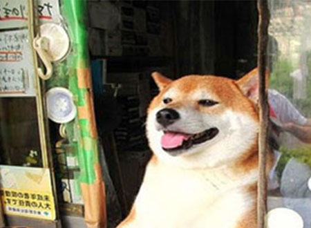 فيديو.. صاحب محل سجائر يوظف كلبًا لاستقبال الزبائن