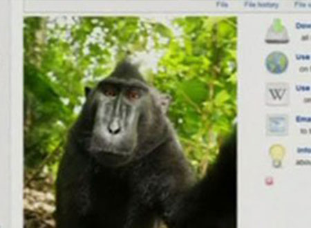 بريطاني يطالب ويكيبيديا بملكية صورة سيلفى لقرد