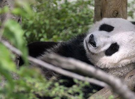 ولادة نادرة لباندا فى الصين بعد عملية تلقيح اصطناعى.. صور