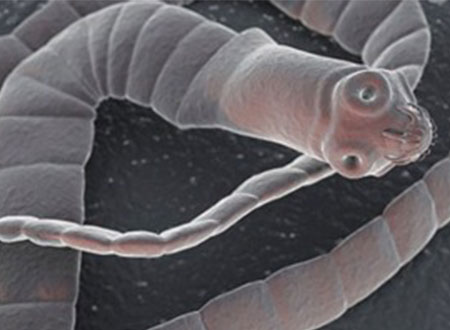 فيديو.. أمريكية تغذى ابنتها على الديدان لتأهيلها لمسابقة جمال