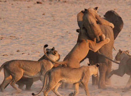فيل صغير يهزم 14 أسدا.. شاهد
