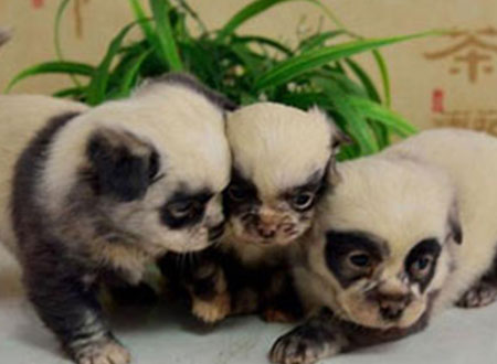 3 كلاب صغيرة تشبه حيوانات الباندا فى الصين