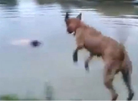 كلب ينقذ صاحبه من الغرق.. شاهد