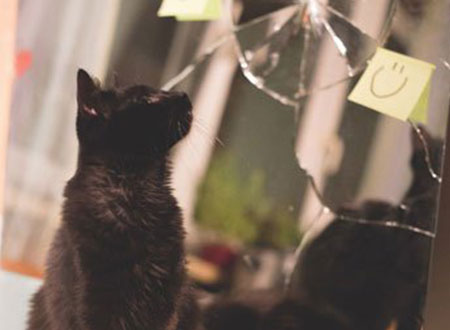 مصورة تطلق سلسلة صور للقضاء على خرافة القطة السوداء
