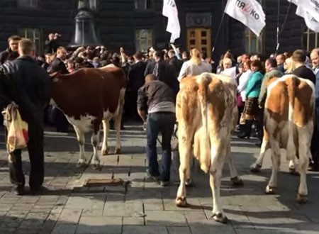 أبقار أوكرانيا تشارك في وقفة احتجاجية 