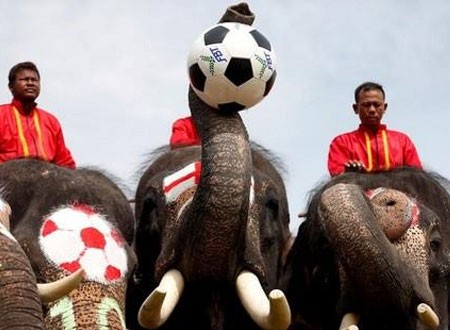 تزامنا مع بدء المونديال.. الأفيال تحارب مراهنات كرة القدم في تايلاند.. صور