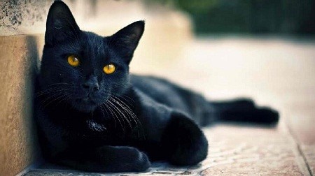 أشهرها القطط السوداء.. أبرز الخرافات التي تؤمن بها شعوب العالم