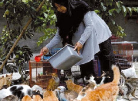 تكلفها مليون روبية يوميا.. إندونيسية تحول منزلها لملجأ يضم 250 قطة.. صور