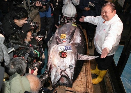 بيع سمكة تونة بـ 1.8 مليون دولار في مزاد باليابان.. صور