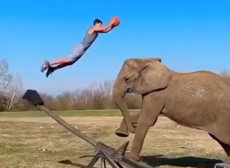 فيديو طريف لفيل يلعب كرة السلة