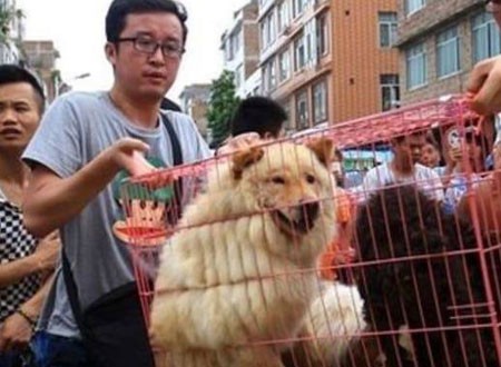 الصين تمنع تناول القطط والكلاب