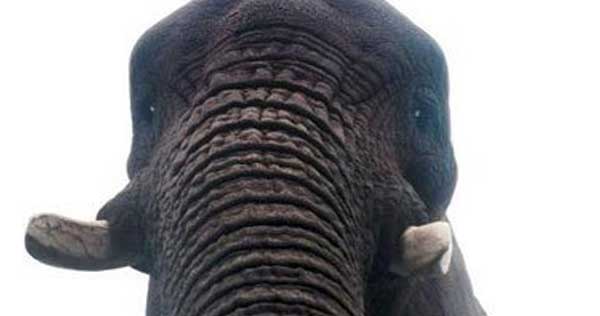 &laquo;فيل&raquo; يأخذ صورة &laquo;سيلفي&raquo;!.. شاهد