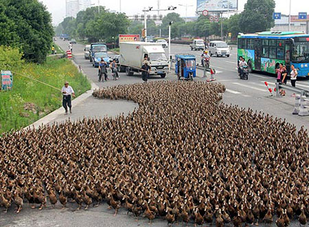 مزارع يخرج مع 5000 بطة في نزهة بشوارع الصين