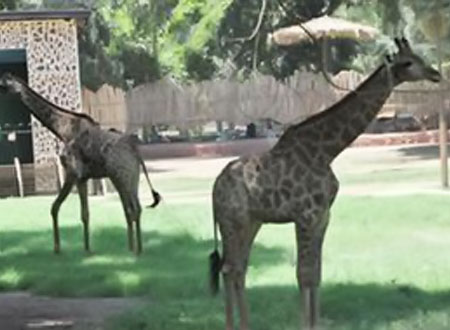 ثلاث زرافات إفريقية جديدة في حديقة حيوان الجيزة 