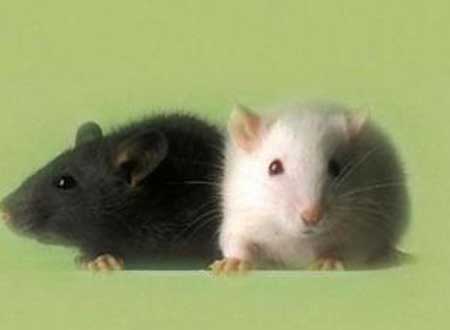 الفئران ترفع معدلات البطالة بين الكلاب