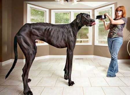 بالصور.. أطول كلب في العالم