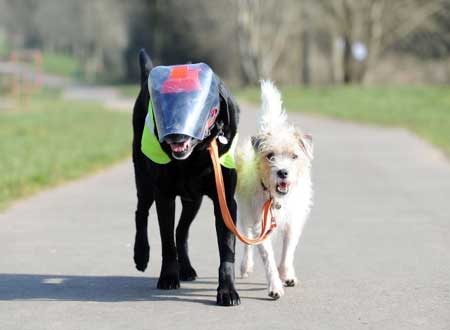 كلب يرعى صديقه الأعمى!