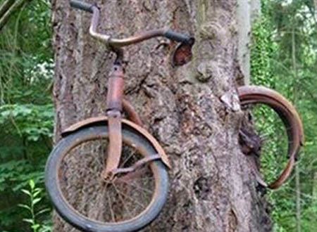 شجرة تبتلع دراجة.. فيديو